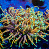 Gold Jester Torch Euphyllia - riptide aquaculture llc