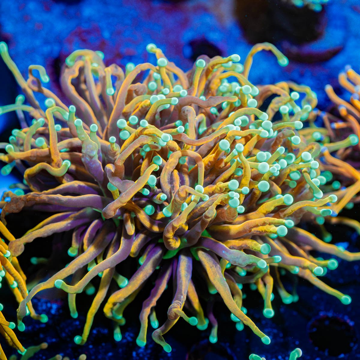 Gold Jester Torch Euphyllia - riptide aquaculture llc