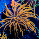 NY Knicks Torch Euphyllia - riptide aquaculture llc