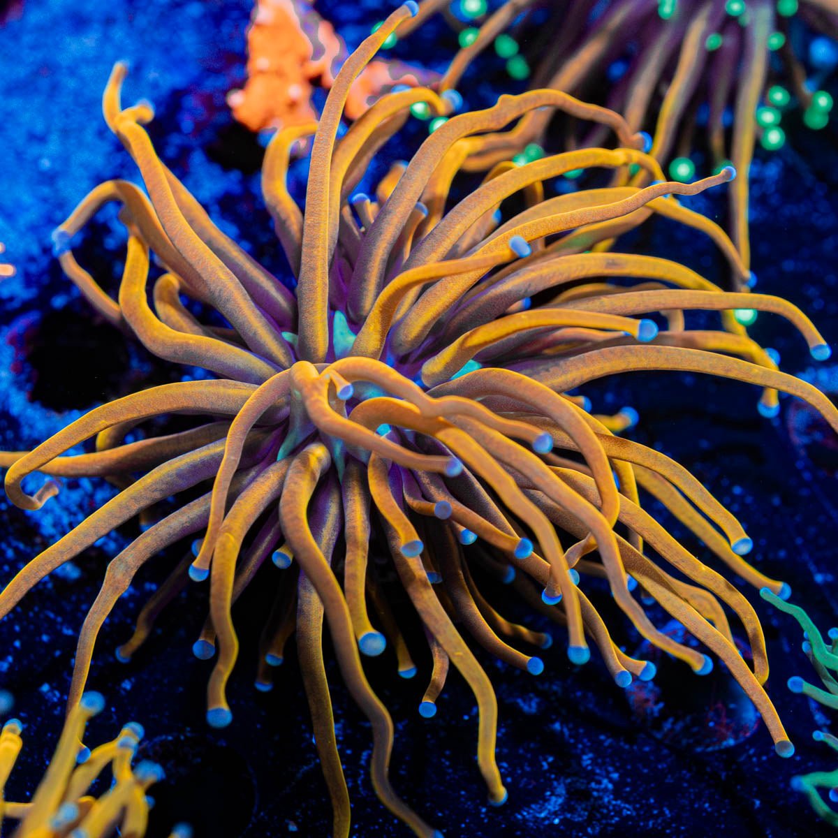 NY Knicks Torch Euphyllia - riptide aquaculture llc