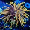 Gold Jester Torch Euphyllia - riptide aquaculture llc