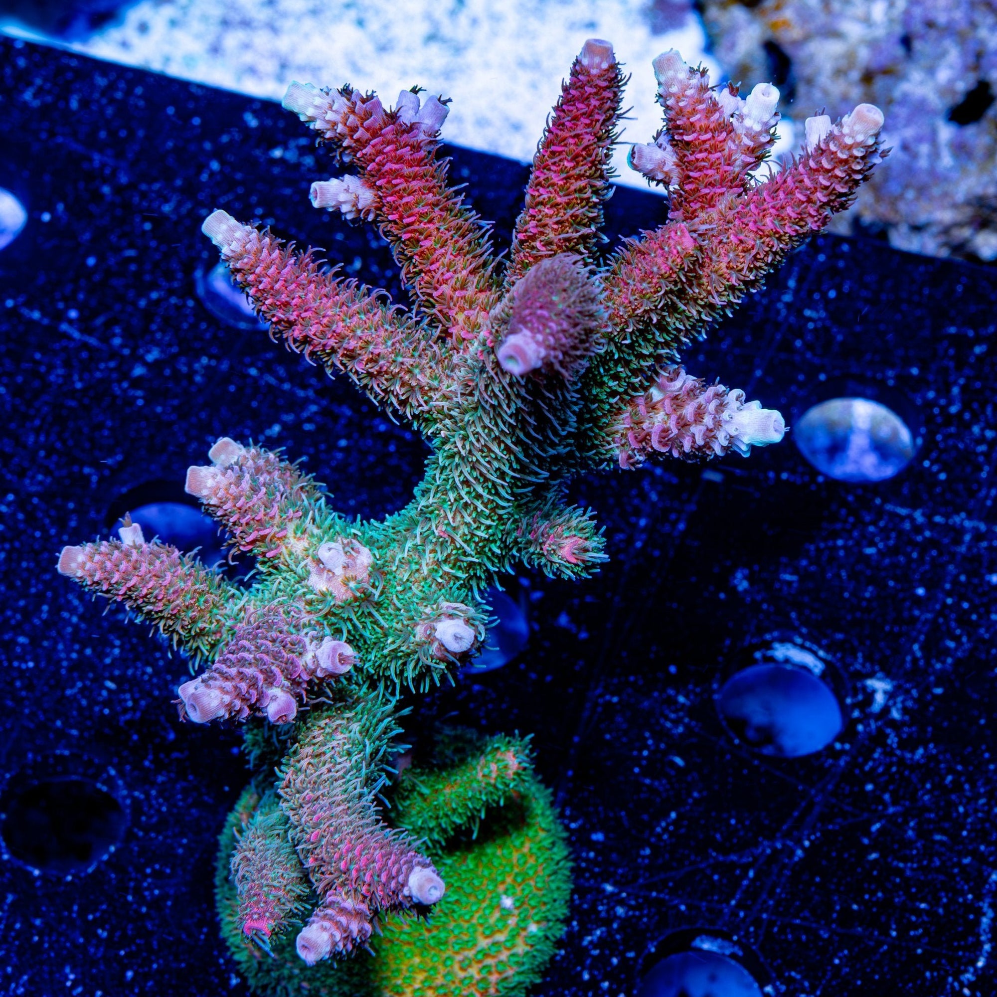 Heaven and Hell Millepora - riptide aquaculture llc