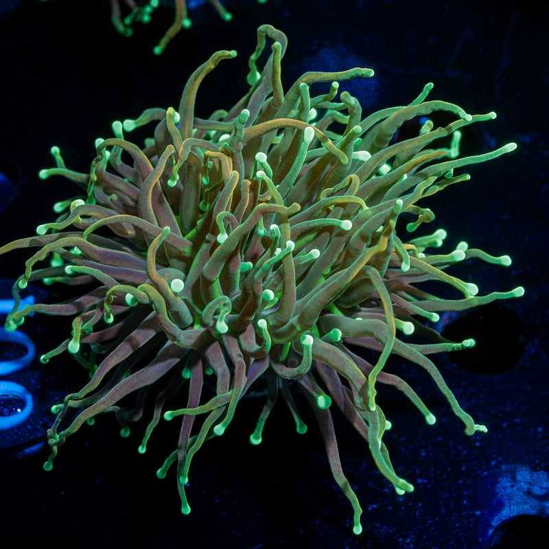 Goldenrod Torch Euphyllia Coral with flowing tentacles in reef aquarium