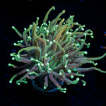 Goldenrod Torch Euphyllia Coral with flowing tentacles in reef aquarium