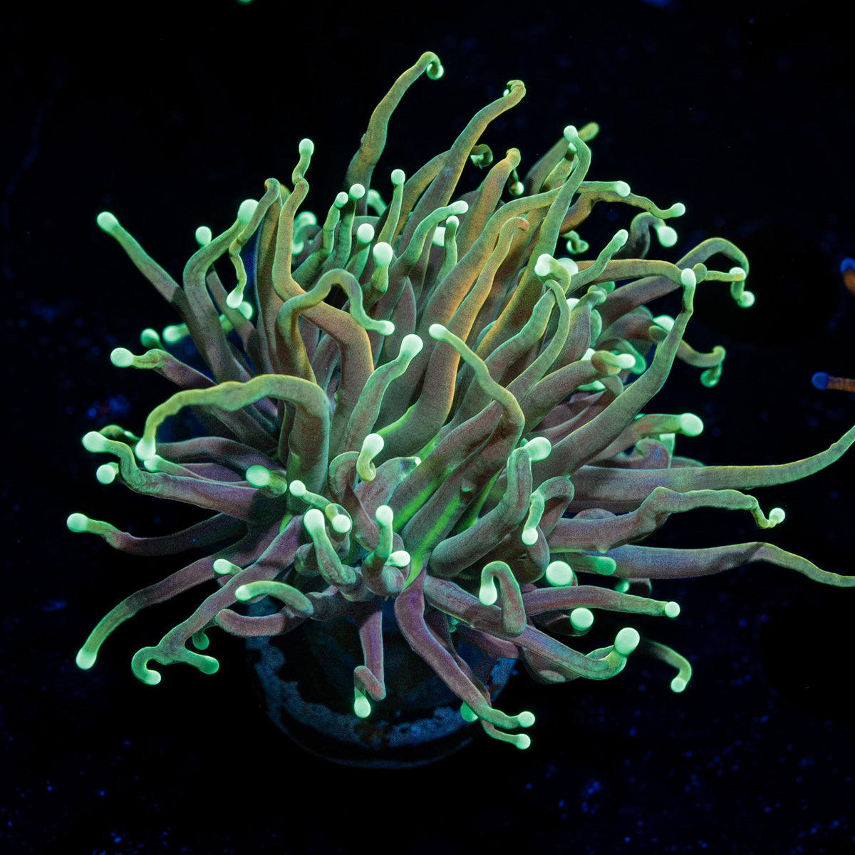 Goldenrod Torch Euphyllia Coral with flowing tentacles in reef aquarium