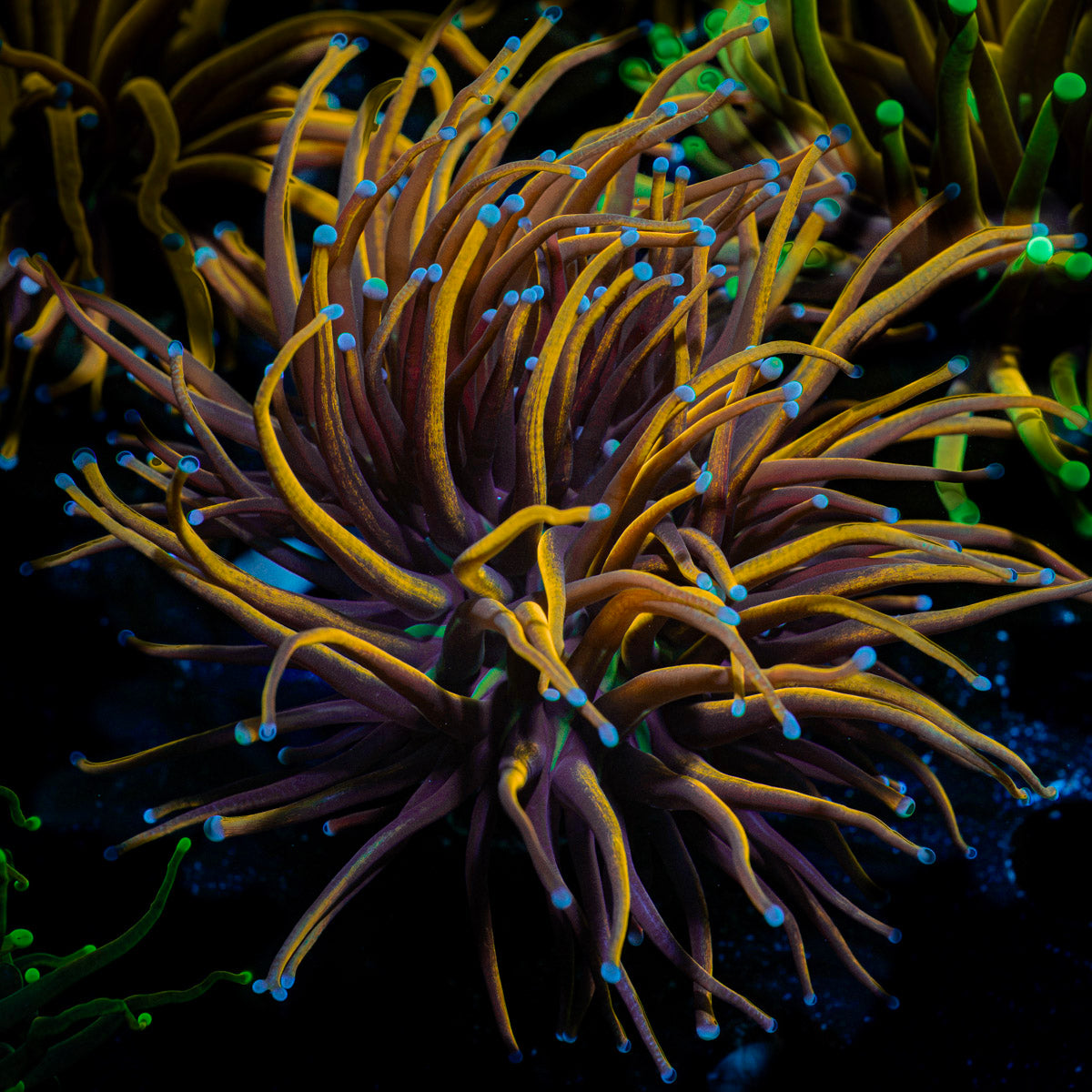New York Knicks Torch Euphyllia Coral with flowing tentacles in reef aquarium