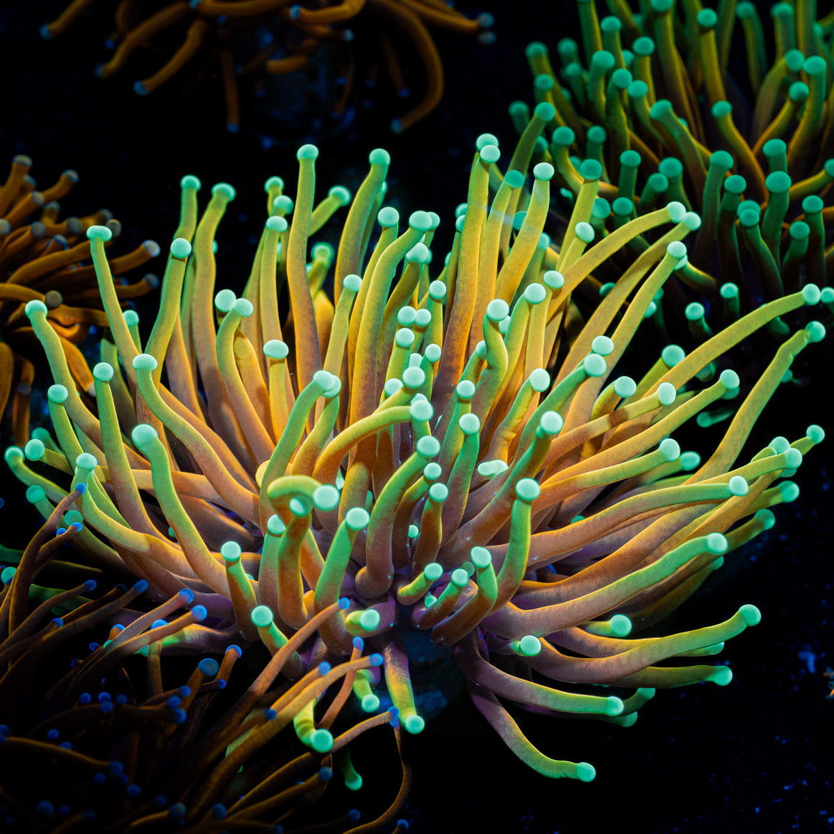 Inferno Torch Euphyllia Coral with flowing tentacles in reef aquarium