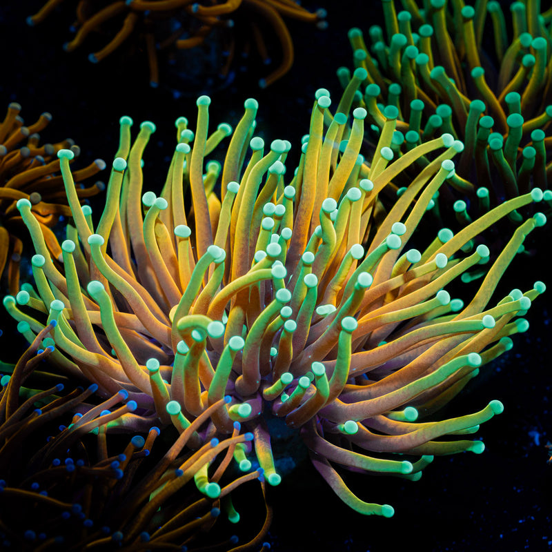 Inferno Torch Euphyllia Coral with flowing tentacles in reef aquarium