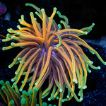 Hellfire Torch Euphyllia Coral with flowing tentacles in reef aquarium