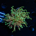 Goldenrod Torch Euphyllia Coral with flowing tentacles in reef aquarium