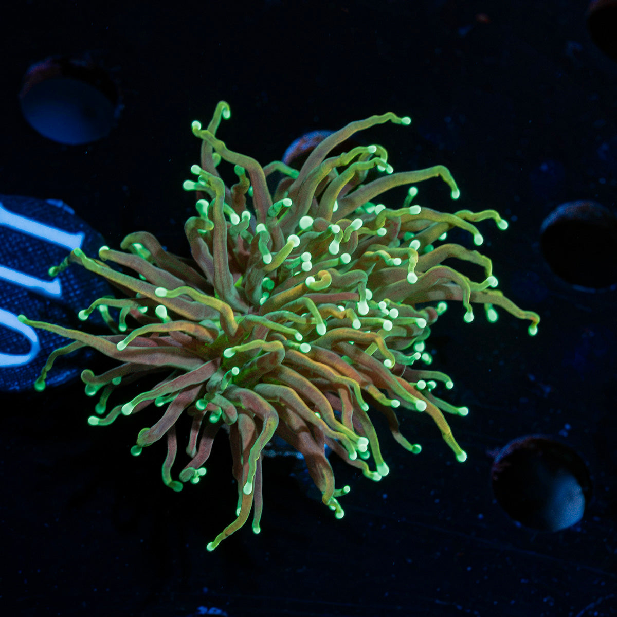 Goldenrod Torch Euphyllia Coral with flowing tentacles in reef aquarium