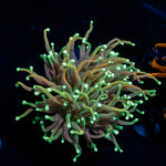 Goldenrod Torch Euphyllia Coral with flowing tentacles in reef aquarium