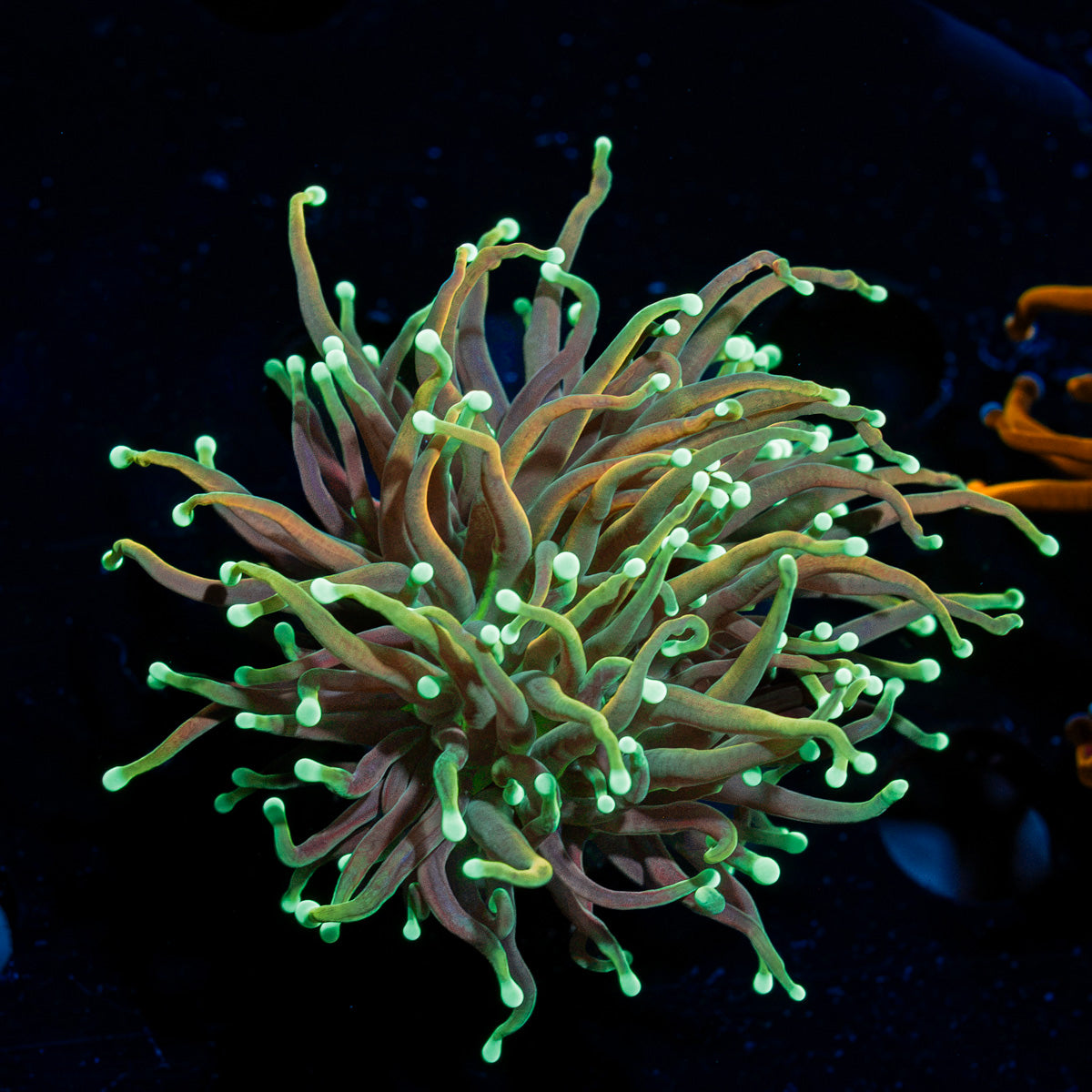 Goldenrod Torch Euphyllia Coral with flowing tentacles in reef aquarium