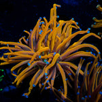 New York Knicks Torch Euphyllia coral with flowing tentacles in reef aquarium