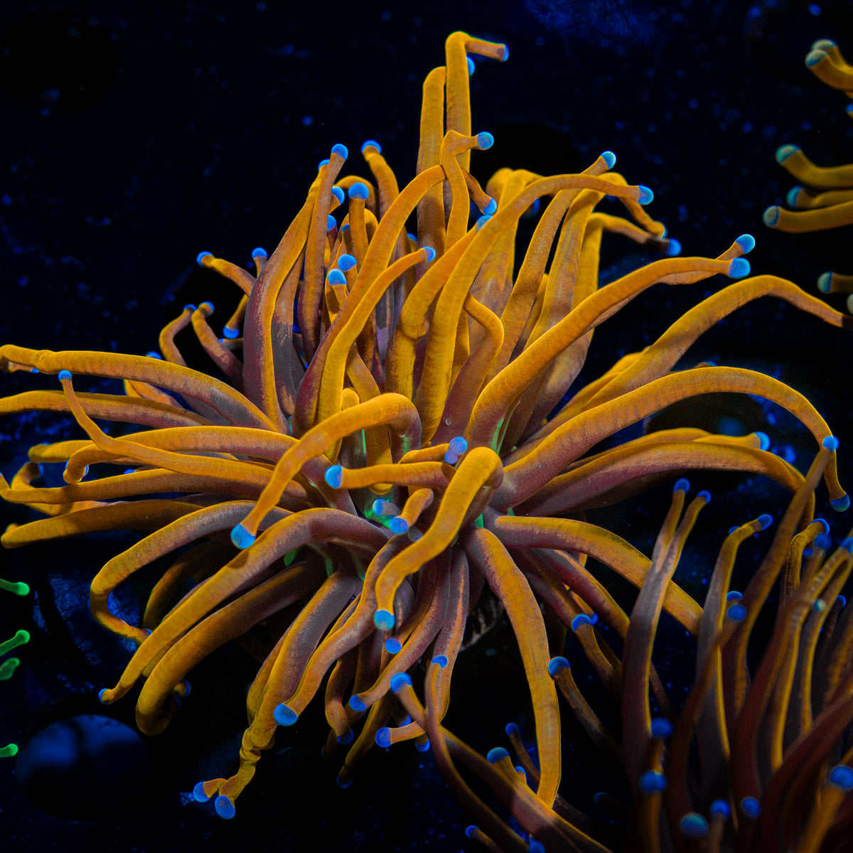 New York Knicks Torch Euphyllia coral with flowing tentacles in reef aquarium
