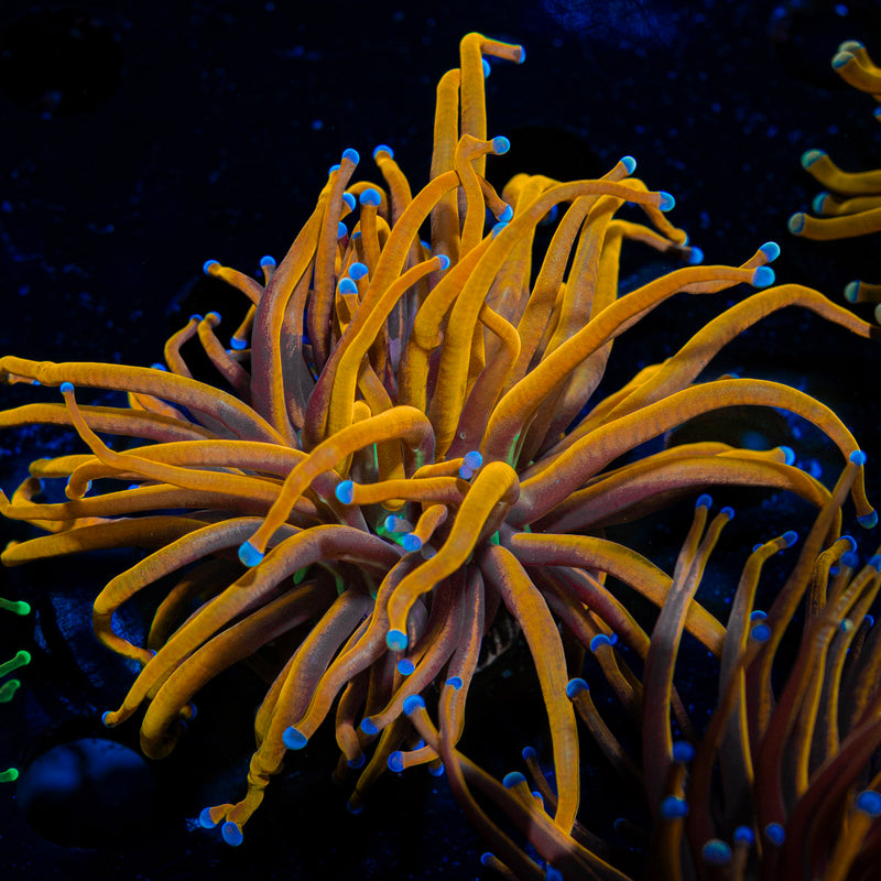 New York Knicks Torch Euphyllia coral with flowing tentacles in reef aquarium