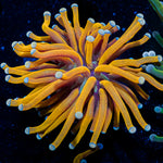 24K Gold torch Euphyllia Coral with flowing tentacles in reef aquarium