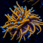 24K Gold torch Euphyllia Coral with flowing tentacles in reef aquarium