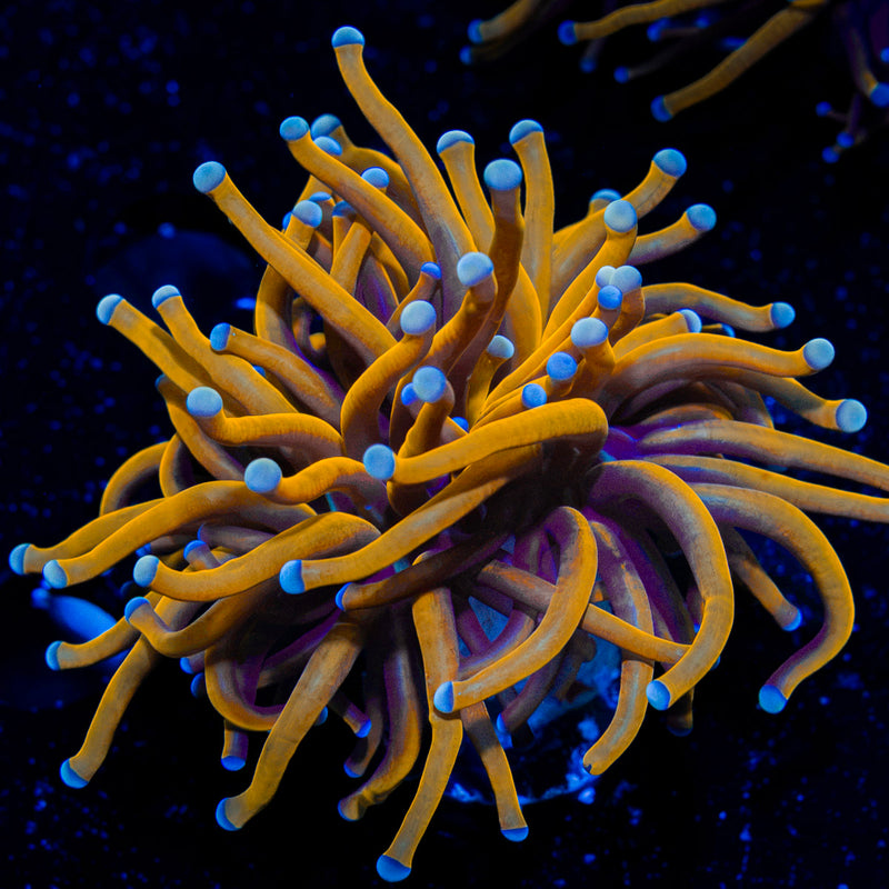 24K Gold torch Euphyllia Coral with flowing tentacles in reef aquarium