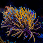 24K Gold torch Euphyllia Coral with flowing tentacles in reef aquarium