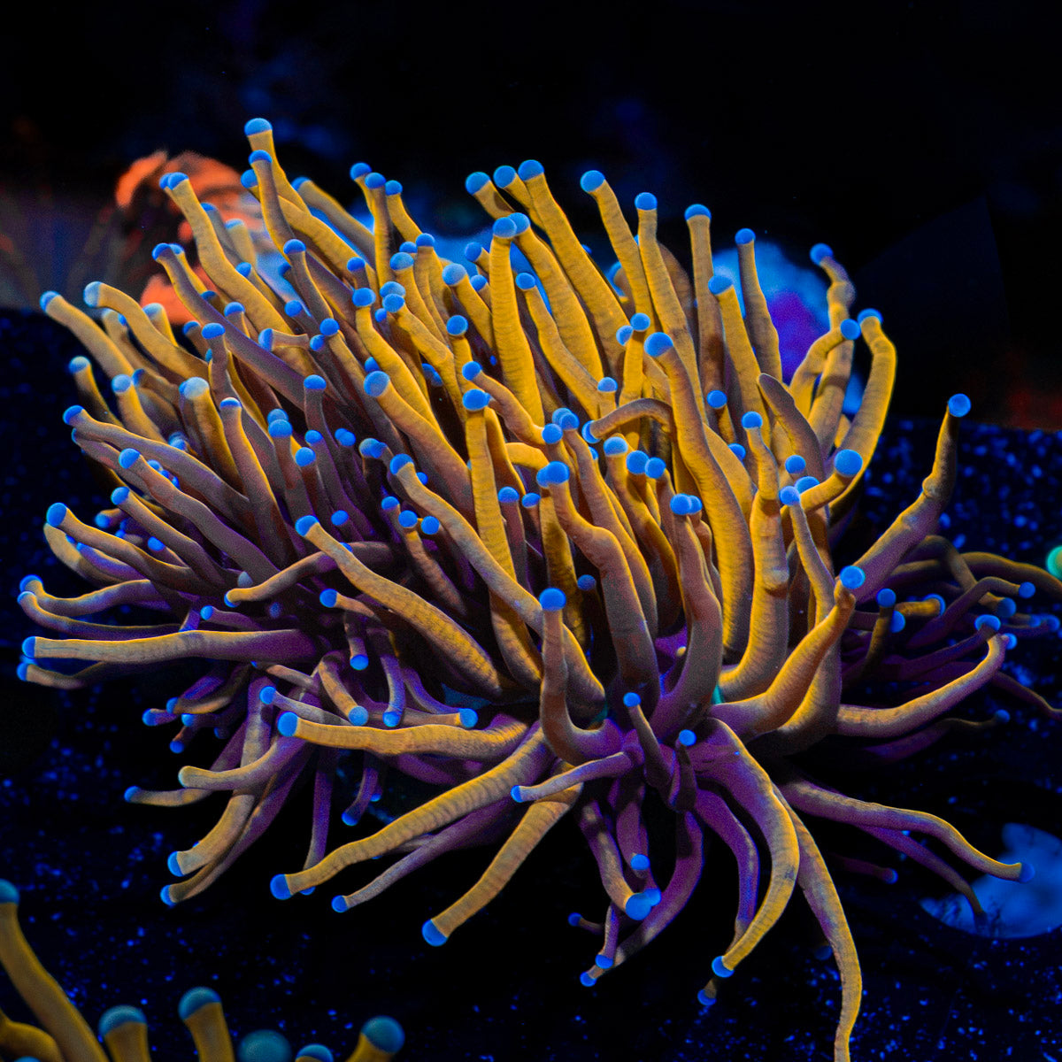 24K Gold torch Euphyllia Coral with flowing tentacles in reef aquarium