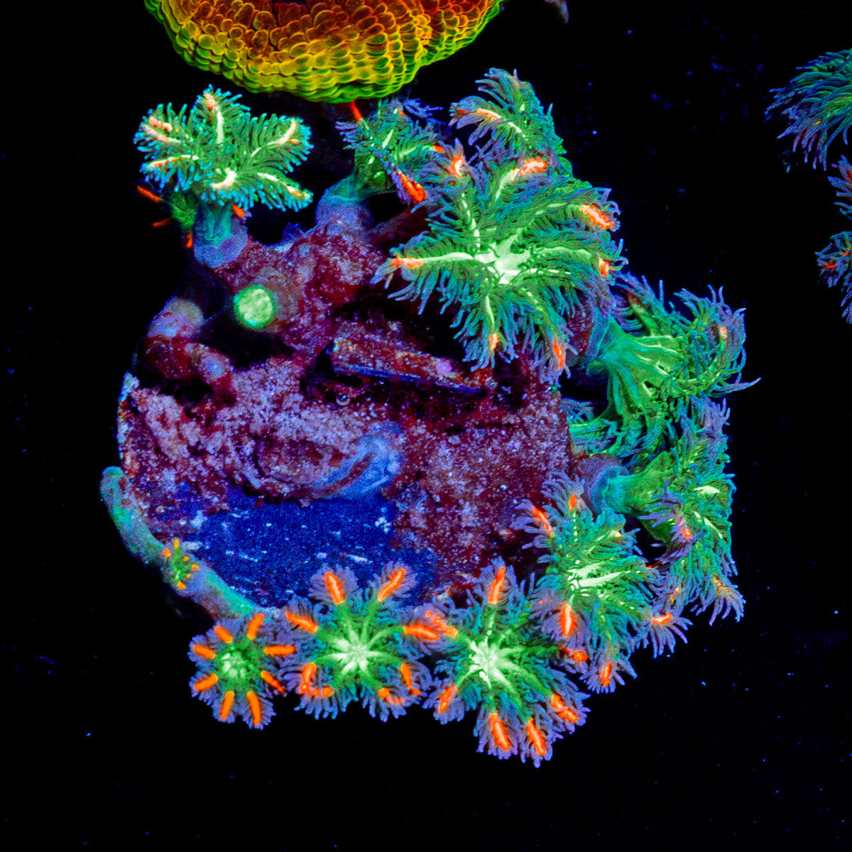 ARC Firework Clove Polyp Coral with spreading polyps in reef aquarium