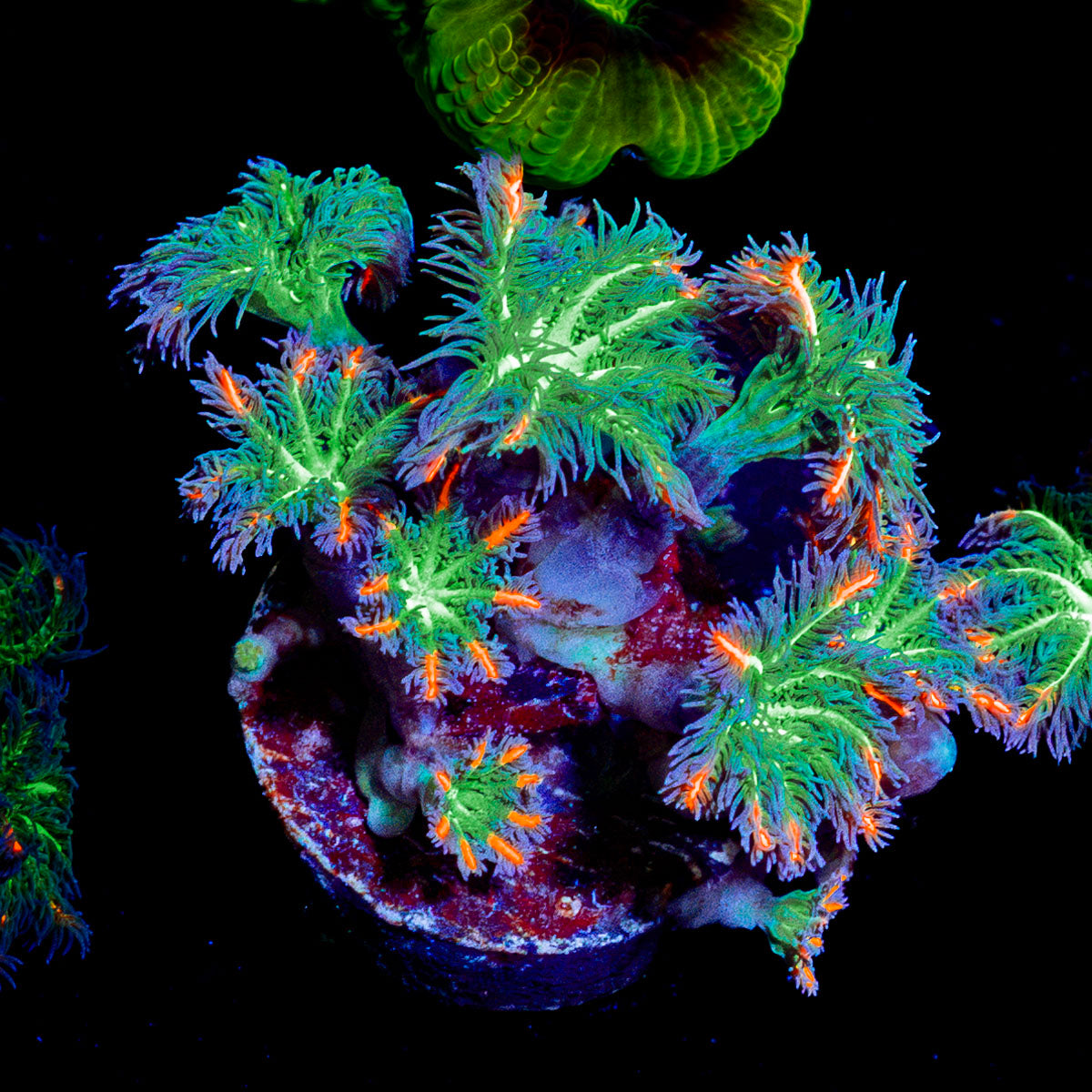 ARC Firework Clove Polyp Coral with colony growth in reef aquarium