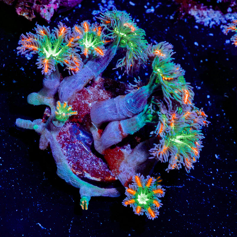 ARC Firework Clove Polyp Coral with colony growth in reef aquarium