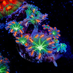 ARC Firework Clove Polyp Coral with colony growth in reef aquarium