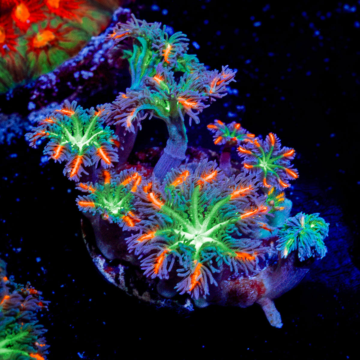 ARC Firework Clove Polyp Coral with colony growth in reef aquarium