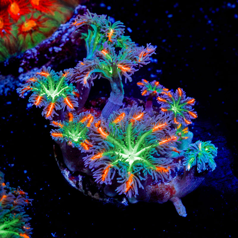 ARC Firework Clove Polyp Coral with colony growth in reef aquarium