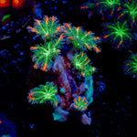 ARC Firework Clove Polyp Coral with colony growth in reef aquarium