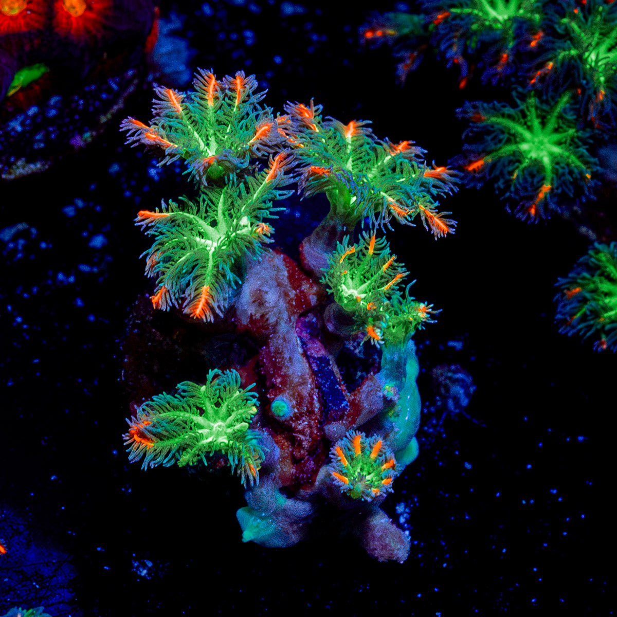 ARC Firework Clove Polyp Coral with colony growth in reef aquarium