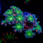ARC Firework Clove Polyp Coral with colony growth in reef aquarium