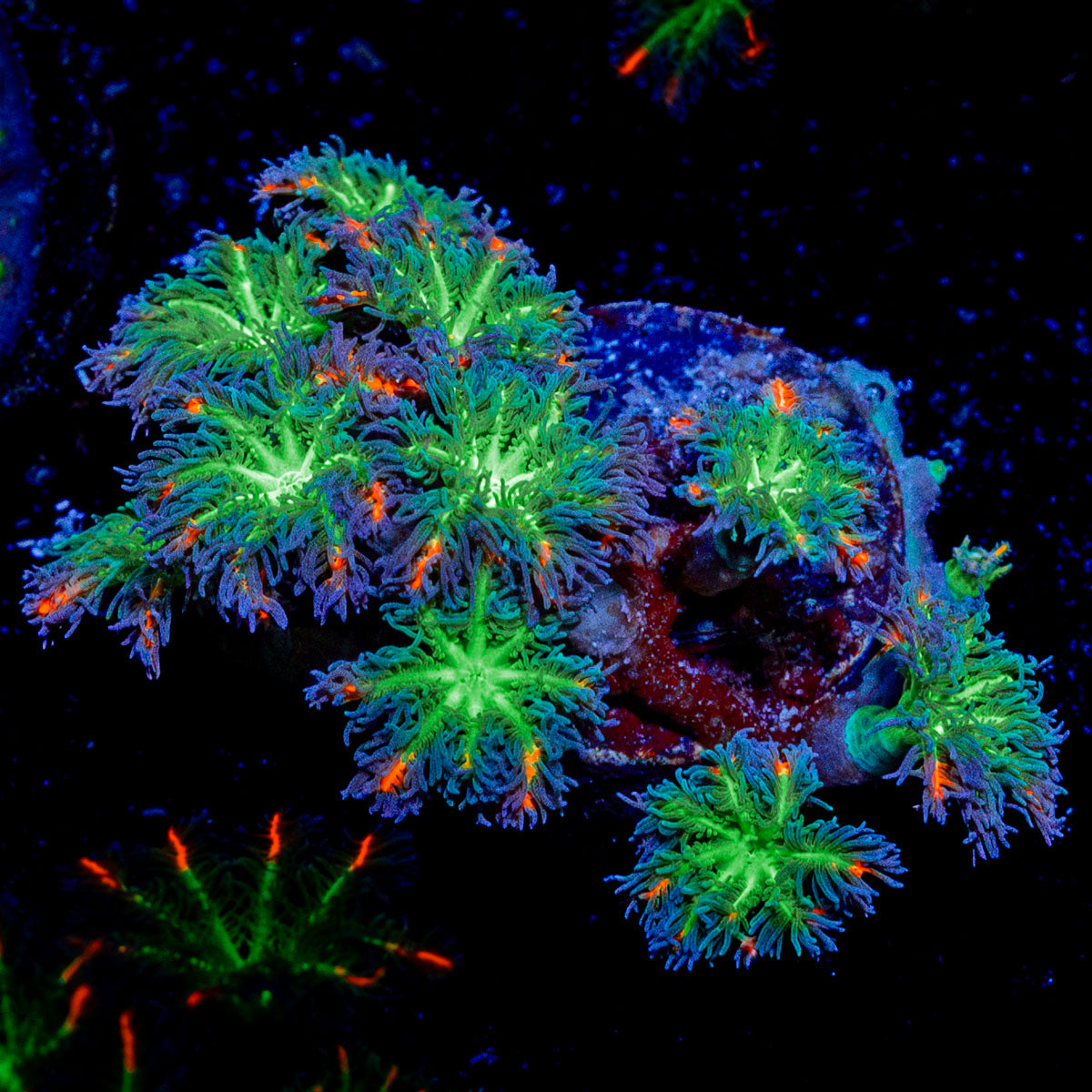 ARC Firework Clove Polyp Coral with colony growth in reef aquarium