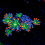 ARC Firework Clove Polyp Coral colony growth in reef aquarium