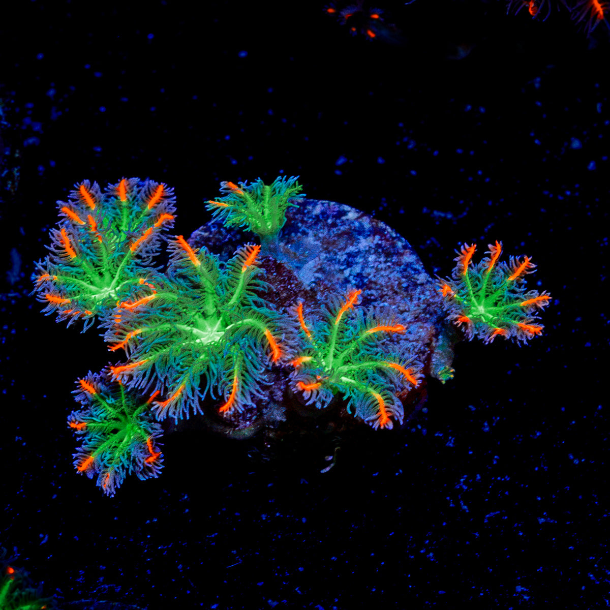 ARC Firework Clove Polyp Coral colony growth in reef aquarium