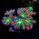 ARC Firework Clove Polyp Coral with colony growth in reef aquarium