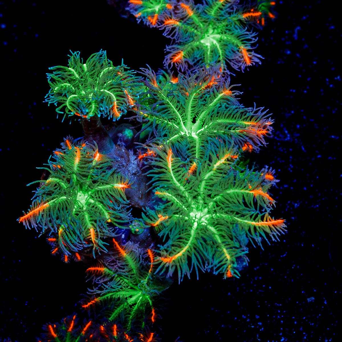 ARC Firework Clove Polyp Coral colony growth in reef aquarium