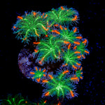 ARC Firework Clove Polyp Coral with colony growth in reef aquarium