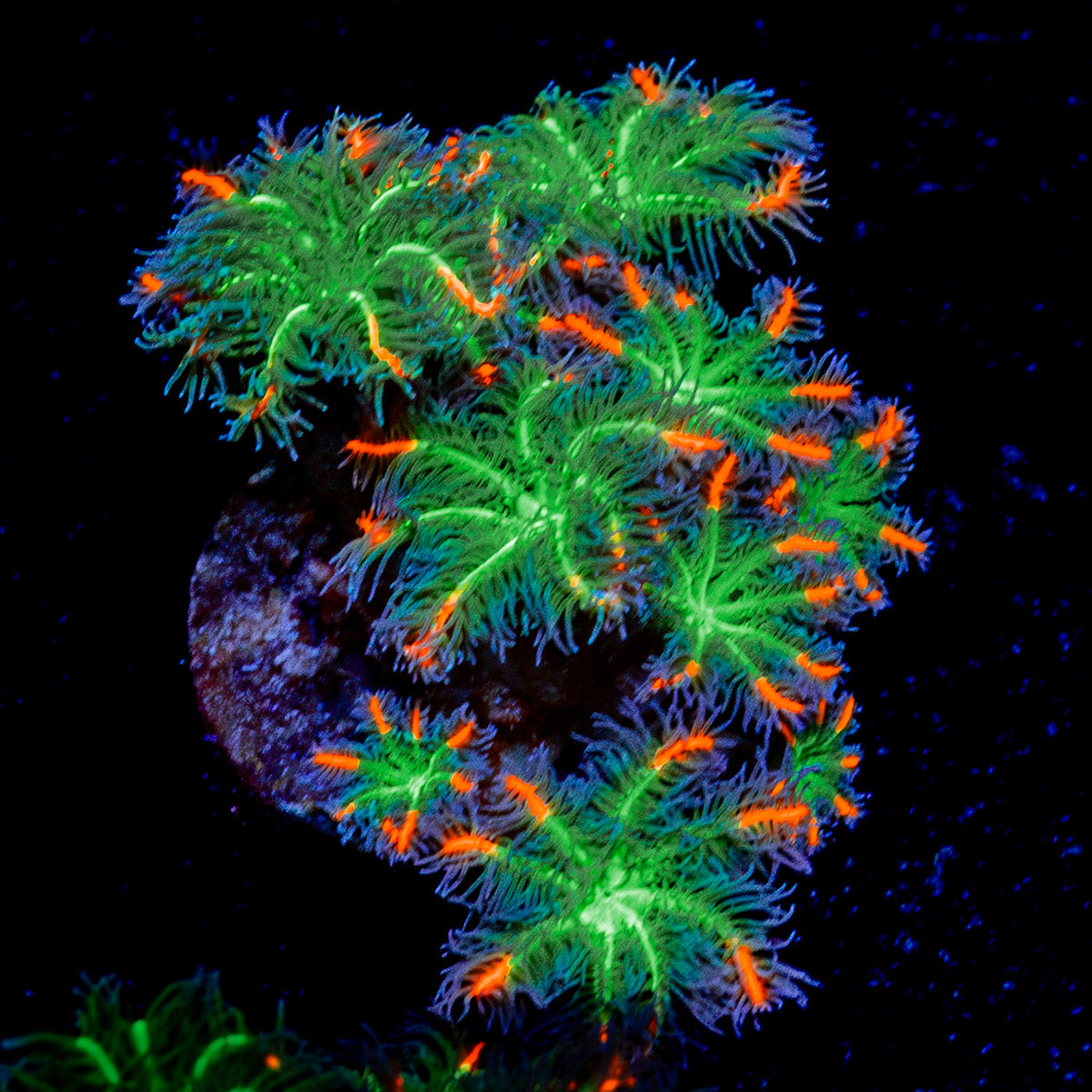 ARC Firework Clove Polyp Coral with colony growth in reef aquarium