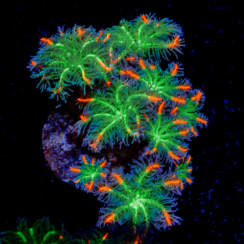 ARC Firework Clove Polyp Coral with colony growth in reef aquarium