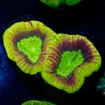 Dragon Soul Favia Coral with encrusting growth in reef aquarium