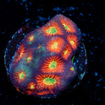 Toro Bravo Favia Coral with encrusting growth in reef aquarium