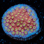 Bling Bling Cyphastrea Coral with encrusting growth in reef aquarium