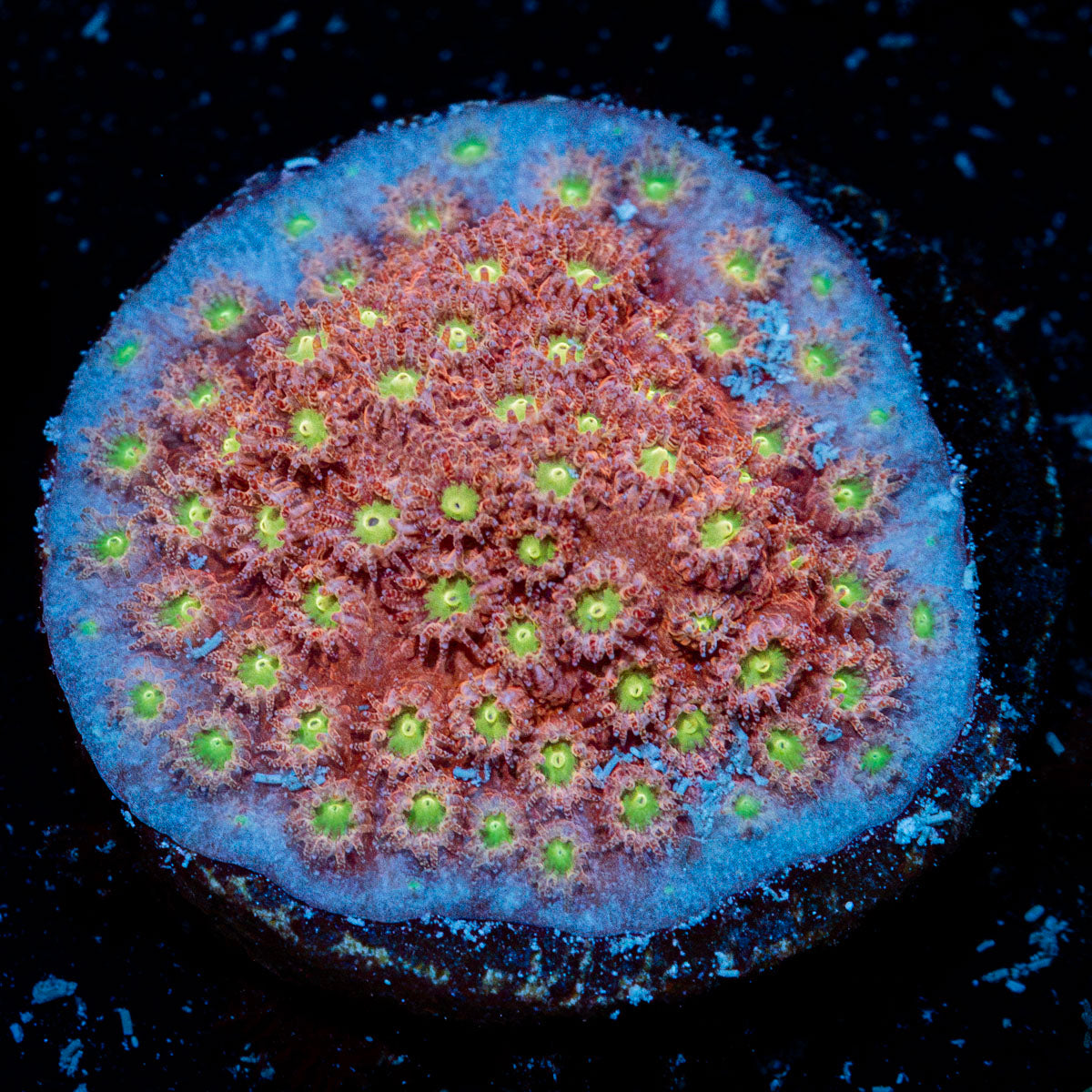 Bling Bling Cyphastrea Coral with encrusting growth in reef aquarium