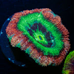 Hulk Smash Asian Acan Coral with fleshy polyps in reef aquarium