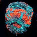 Captain hook Asian Acan Coral with fleshy polyps in reef aquarium