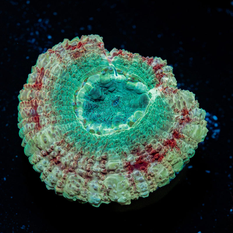 Davy Jones Locker Asian Acan Coral with fleshy polyps in reef aquarium