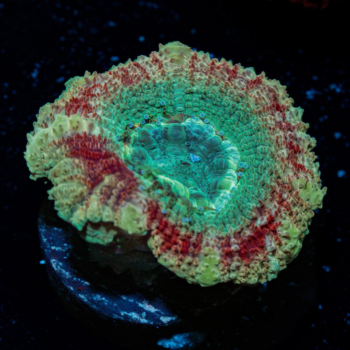 Davy Jones Locker Asian Acan Coral with fleshy polyps in reef aquarium
